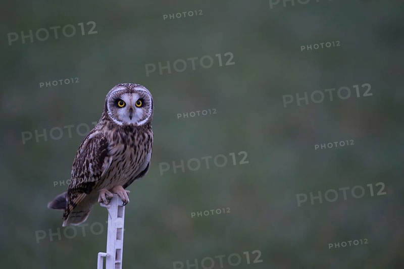 Eye to eye... Short-eared owl (Asio flammeus) hunts at dusk, also as a stalker, here on the mobile fence post of a sheep pasture, direct eye contact, impressive, very beautiful native owl, owl species, native birdlife, wildlife, nature, wildlife, Lower Rhine, North Rhine-Westphalia, Germany, Western Europe