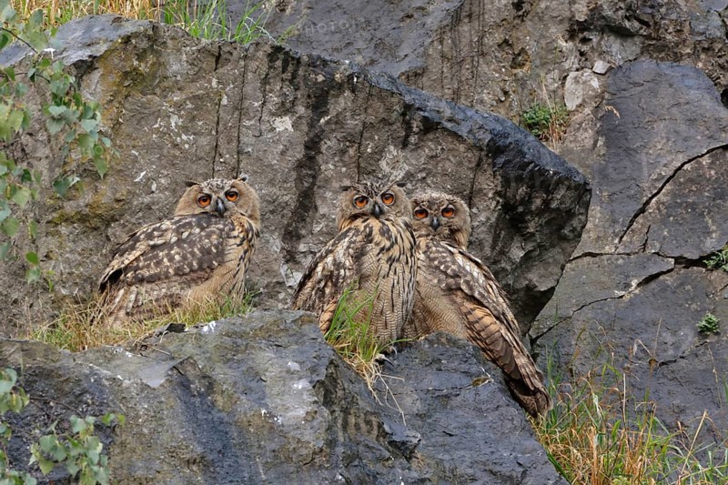 Three almost fully grown young birds... European eagle owls (Bubo bubo), young owls next to each other in a rock face, looking together with funny looks into the camera, native birdlife, wildlife, nature, wildlife, North Rhine-Westphalia, Germany, Western Europe