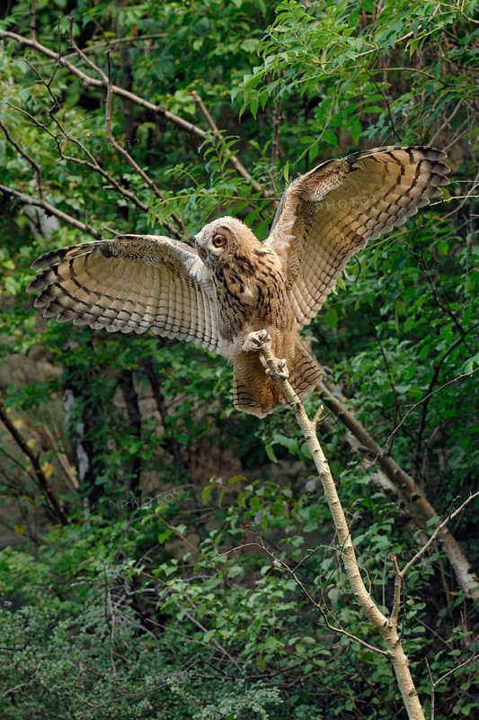 Balancing act... European Eagle Owl (Bubo bubo), young owl, branchling at the first flight exercises, seeks with wide open wings support and balance on the top of a dry birch, funny picture, series animal children, native bird world, animal world, nature, wildlife, Lower Rhine, North Rhine-Westphalia, Germany, Western Europe