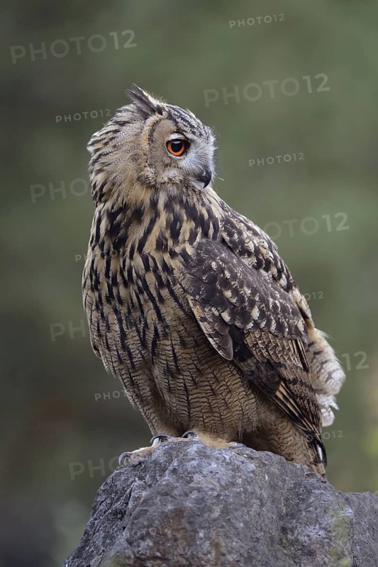 Relaxed... European Eagle Owl (Bubo bubo) sits, perches on a large rock in a quarry, owl turns its head over its shoulder, looks around, native birdlife, wildlife, nature, wildlife, Lower Rhine, North Rhine-Westphalia, Germany, Western Europe