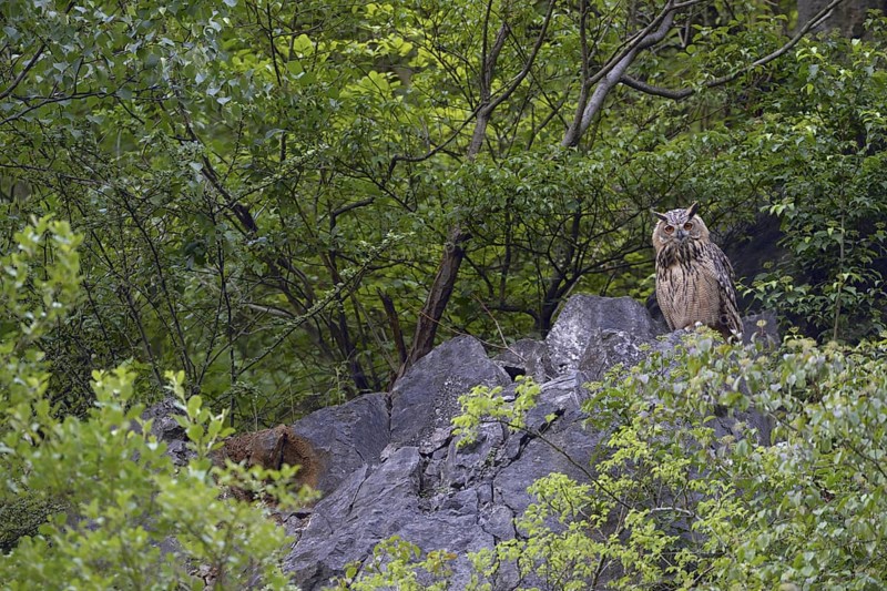 High up on the rocks... European eagle owl (Bubo bubo), owl sitting in an old quarry between trees, looking down attentively with an alert gaze, eagle owls are crepuscular and nocturnal, they usually spend the day resting, native birdlife, wildlife, nature, wildlife, Lower Rhine, North Rhine-Westphalia, Germany, Western Europe