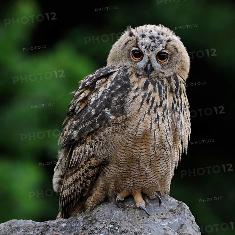 Trustful look... European eagle owl (Bubo bubo), young, almost fully grown eagle owl, young bird, owl, sitting on a stone, looking into the camera, funny look, cute picture, native bird world, animal world, nature, wildlife, North Rhine-Westphalia, Germany, Western Europe