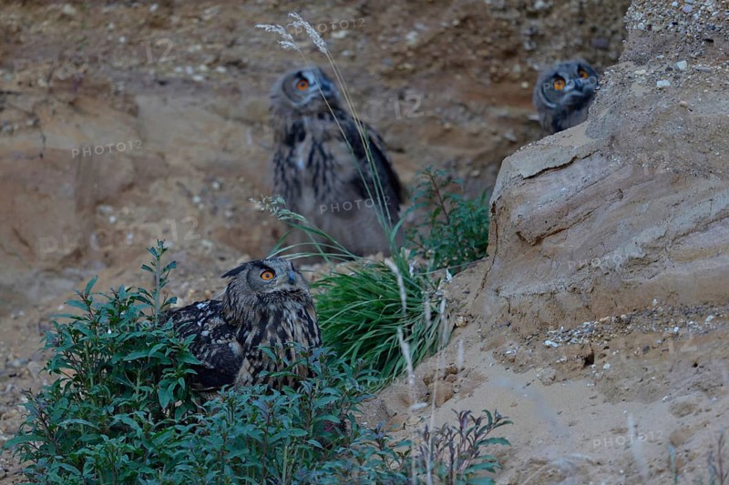 Overflight of tree falcons... European Eagle Owl (Bubo bubo), family, two young owls with adult bird, looking for cover from overflying birds, all looking upwards attentively, typical behaviour of eagle owls in case of imminent danger, Lower Rhine, North Rhine-Westphalia, Germany, Western Europe