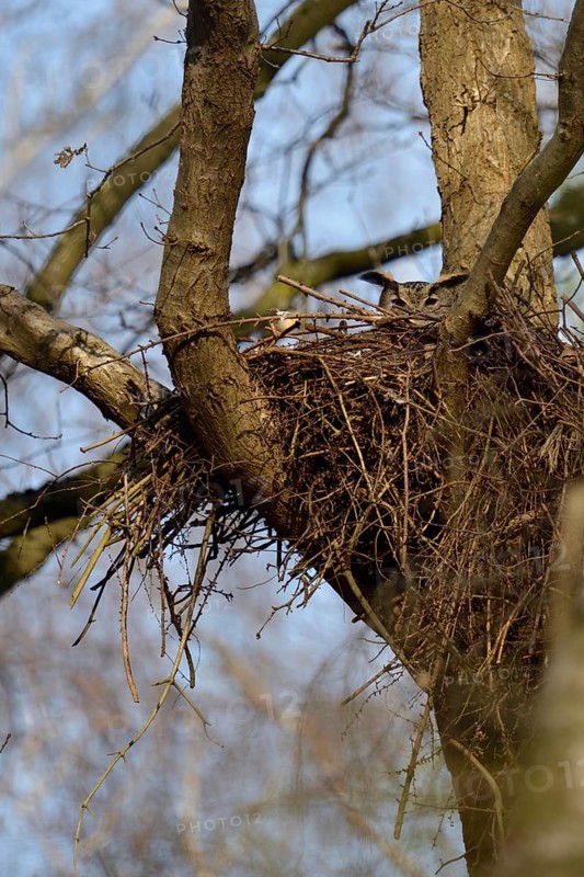 In the hawk's nest... European eagle owl (Bubo bubo) nests, breeds in former raptor nest, eagle owl adult bird just looking over the edge of the nest, native birds, wildlife, nature, wildlife, Lower Rhine, North Rhine-Westphalia, Germany, Western Europe