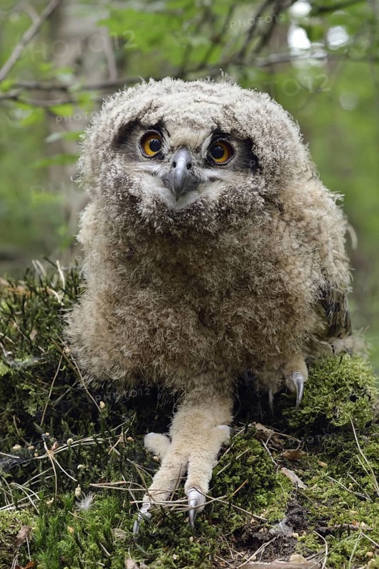 On the ground... European eagle owl (Bubo bubo), young bird, young owl, not yet fledged branchling after jumping out of the nest, is still cared for by adult birds, native bird world, wildlife, nature, wildlife, Lower Rhine, North Rhine-Westphalia, Germany, Western Europe
