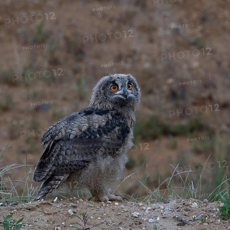 On the move... European eagle owl (Bubo bubo), young owl, branchling stands on a small hill in a sand pit and looks around a little uncertainly, exploring its habitat, Lower Rhine, North Rhine-Westphalia, Germany, Western Europe