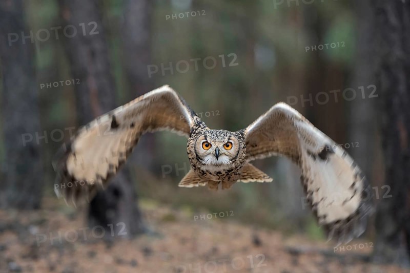 Eye to eye... Bengal Eagle Owl (Bubo bengalensis), eagle owl flies head-on towards the camera, owl in flight, detailed, action-packed shot, the blurred wingtips in motion bring dynamics into the picture, while the direct view is sharp and clear
