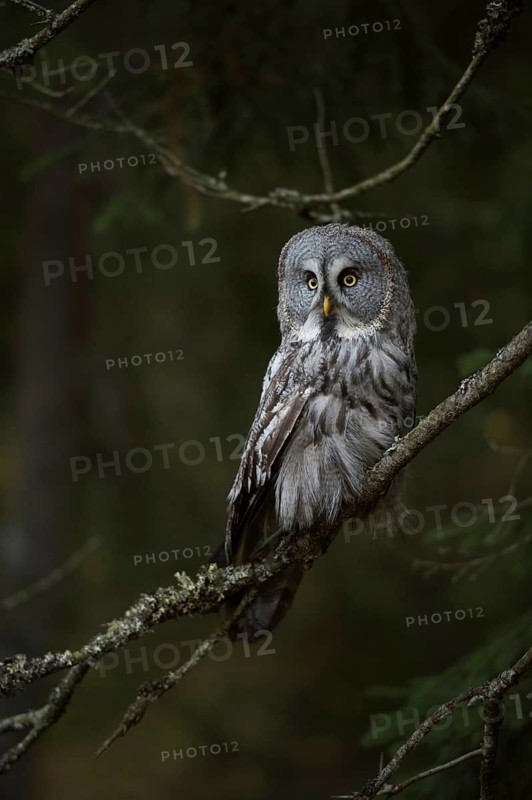 Watchful... Bearded owl (Strix uralensis), the largest owl species in Scandinavia, perched in a tree at the edge of a dark forest, Finland, Sweden