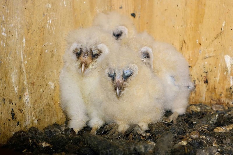 Offspring of the barn owls... Barn owl (Tyto alba), owl chicks, owl nestlings in a nesting aid nestle together with closed eyes to form a pyramid of warmth, funny animal pictures, animal children, humour, wildlife, Europe, native bird world, animal world, nature
