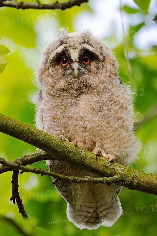 Young owl... Long-eared owl (Asio otus), just fledged young bird, branchling, sitting high up in a tree, looking down, direct look from big orange eyes into the camera, looks a little worried, funny picture, series animal children, native birds, animals, nature, wildlife, Lower Rhine, North Rhine-Westphalia, Germany, Western Europe