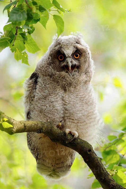 Just fledged... Long-eared owl (Asio otus), young owl, owls in moult, sitting in a tree, in a freshly cut birch, looking down, calling, funny picture, native birds, animals, nature, wildlife, Lower Rhine, North Rhine-Westphalia, Germany, Western Europe