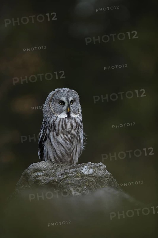 Mystical... Bearded owl (Strix nebulosa) perches on a rock at dusk, characteristic owl species, distribution area northern Scandinavia, Russia, North America, native birdlife, wildlife, nature, wildlife