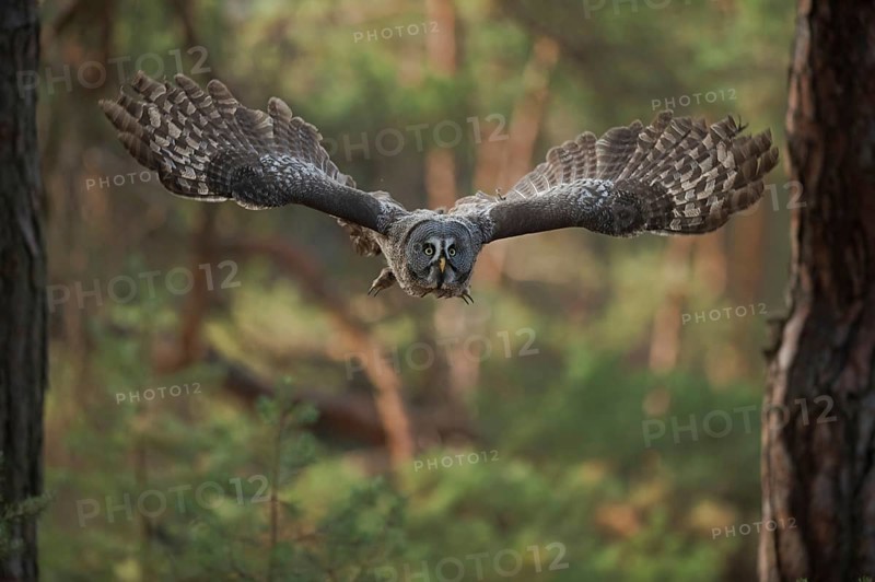 Skilful flyer... Bearded owl (Strix nebulosa) flying silently through the forest, on a prey flight, large wingspan, frontal view, largest owl species in Scandinavia, Finland, Sweden
