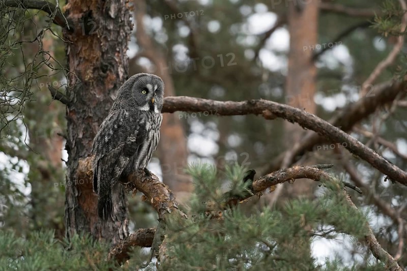 In the pine tree... Bearded owl (Strix nebulosa), large owl on the hunt, looking out for potential prey, sitting perfectly camouflaged on the edge of a forest in a pine tree Bearded owls live in northern Sweden and Finland, also in northern Russia and North America, native birdlife, wildlife, nature, wildlife