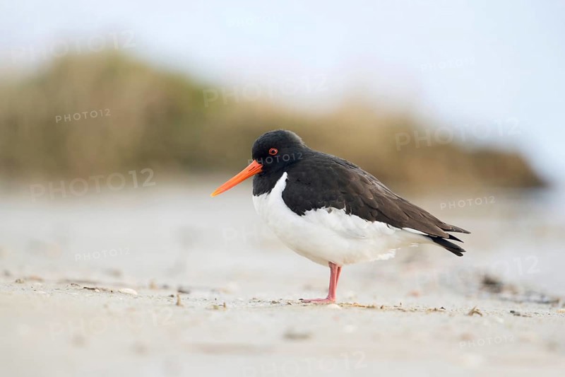 Character bird in the Wadden Sea... Oystercatcher (Haematopus ostralegus), limicole, wading bird, on the German North Sea coast, very conspicuous wading bird due to its massive, bright orange bill, native birds, animals, nature, North Sea coast, Lower Saxony, Germany