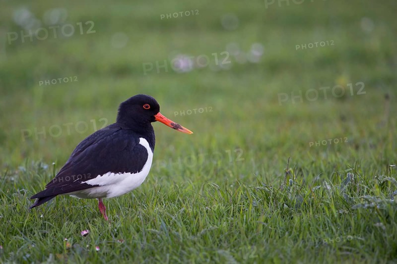 Early in the morning... Oystercatcher (Haematopus ostralegus), limicole, wading bird, foraging in a meadow, conspicuous native wading bird, meadow limicole, native to inland and coastal areas, characteristic strong red-orange beak, red eye, also called Hallig stork, native birds, animals, nature, Lower Saxony, Germany