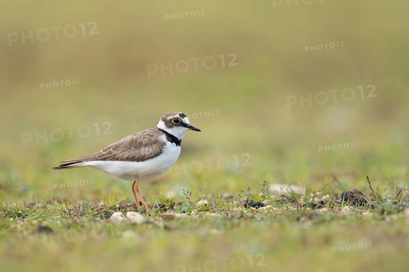 Gravel bank habitat... Little Ringed Plover (Charadrius dubius), small native limicole, wading bird, found both on the coast and inland, widespread, native birds, animals, nature, Lower Rhine, North Rhine-Westphalia, Germany, Western Europe