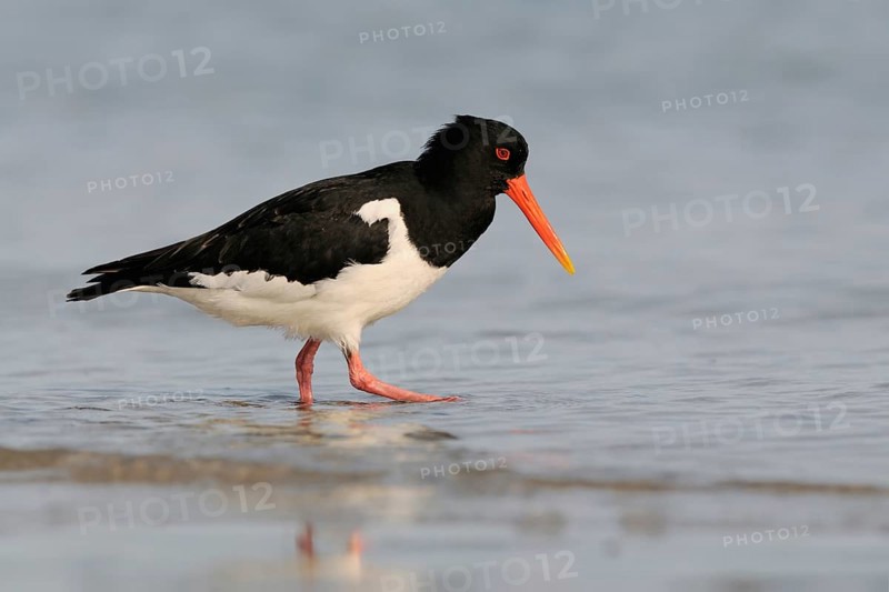 In search of food... Oystercatcher (Haematopus ostralegus), limicole, wading bird, runs along the edge of the Wadden Sea, typical coastal bird, but also found inland, belongs to the meadow limicoles, waders, native birds, animals, nature, Schleswig-Holstein, Germany