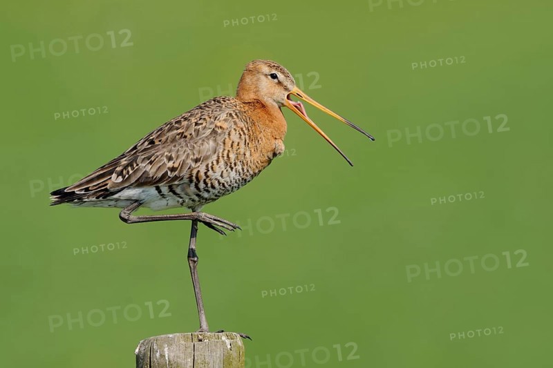 This far and no further... Black-tailed godwit (Limosa limosa) stands exposed on a fence post and warns, probably has its nest nearby, native birds, animals, nature, North Holland, Netherlands, Western Europe