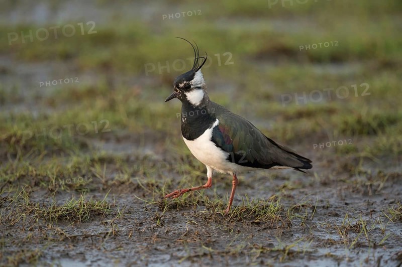 Habitat wet meadows... Lapwing (Vanellus vanellus), typical, widespread, native breeding bird, meadow bird, meadow limicole, wading bird, lives on the coast and inland, native birds, animals, nature, Lower Rhine, North Rhine-Westphalia, Germany, Western Europe