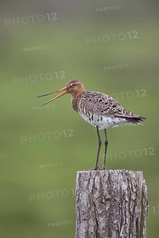 The call... Black-tailed godwit (Limosa limosa), well-known meadow limosa, sitting, standing on a fence post, calling with wide-open beak, territorial defence, warning call for offspring, native birds, animals, nature, North Holland, Netherlands, Western Europe