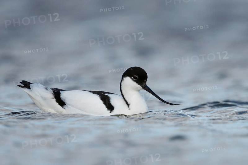 On the high seas... Avocet (Recurvirostra avosetta), swimming on the North Sea coast, characteristic black and white wading bird with long, upward curved bill, native birds, animals, nature, North Holland, Netherlands, Western Europe