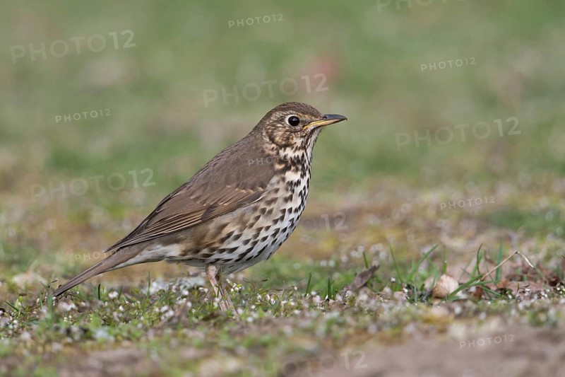 Inconspicuous... Song thrush (Turdus philomelos) in a meadow on the ground, native songbird that is hardly noticeable unless it sings, one of the best singers among the native songbirds, native birds, wildlife, nature, Lower Rhine, North Rhine-Westphalia, Germany