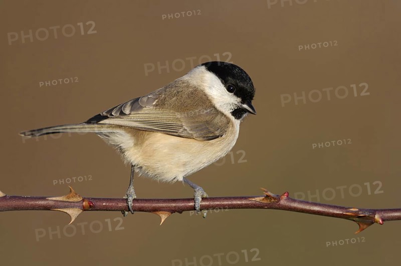 Resident bird... Marsh tit (Poecile palustris), relatively inconspicuous but pretty little tit, songbird, with us all year round, occasional guest at winter feeders, native birdlife, wildlife, nature, Lower Rhine, Rhineland, North Rhine-Westphalia, Germany, Western Europe