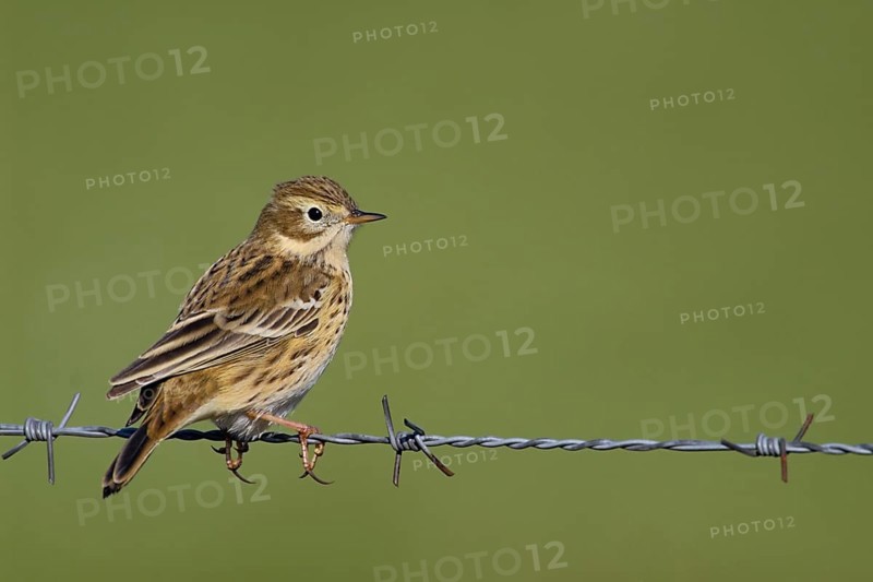 At the Wiesenrain... Meadow pipit (Anthus pratensis) sitting on a barbed wire fence, typical behaviour, such wires and posts are often used as perches, typical meadow bird, extensive meadows, open country, native birds, wildlife, nature, Lower Saxony, Germany, Western Europe