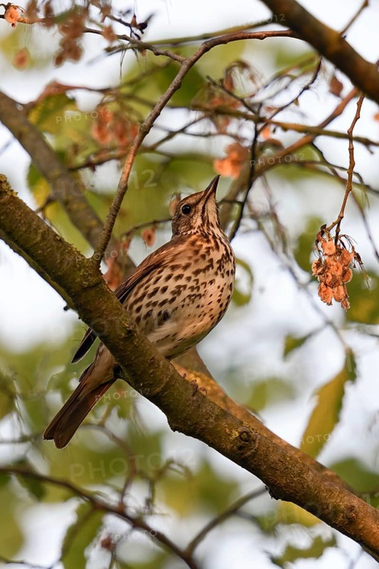 In the evening light... Song thrush (Turdus philomelos) sits hidden high up in the bushes, in a tree, native birds, wildlife, nature, North Rhine-Westphalia, Germany, Western Europe