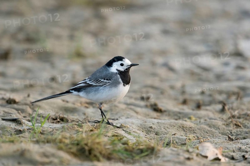 On the ground... White wagtail (Motacilla alba), in places common, typical and generally known characteristic songbird, native birds wildlife, nature, Rhine bank, Rhine district Neuss, North Rhine-Westphalia, Germany, Western Europe