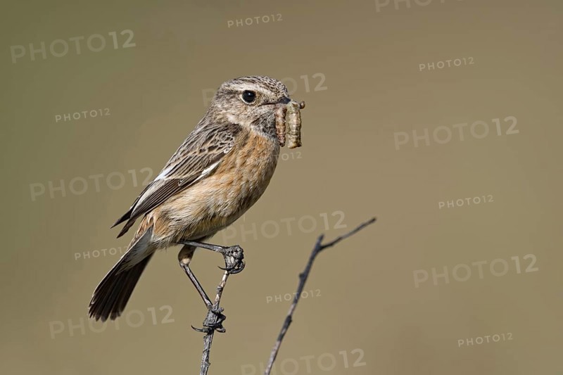 Food for the offspring... Stonechat (Saxicola torquata), female sits with prey in her beak on the top of a bush, rare bird species of semi-open fields, endangered in many places due to habitat loss, native birds, wildlife, nature, North Rhine-Westphalia, Germany, Western Europe