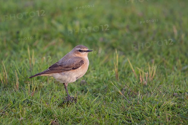 Early morning light... Wheatear (Oenanthe oenanthe), widespread but rather unknown songbird, native to almost all of Europe, migratory bird, pure insectivore, loves rather barren terrain, native birds, wildlife, nature, North Rhine-Westphalia, Germany, Western Europe