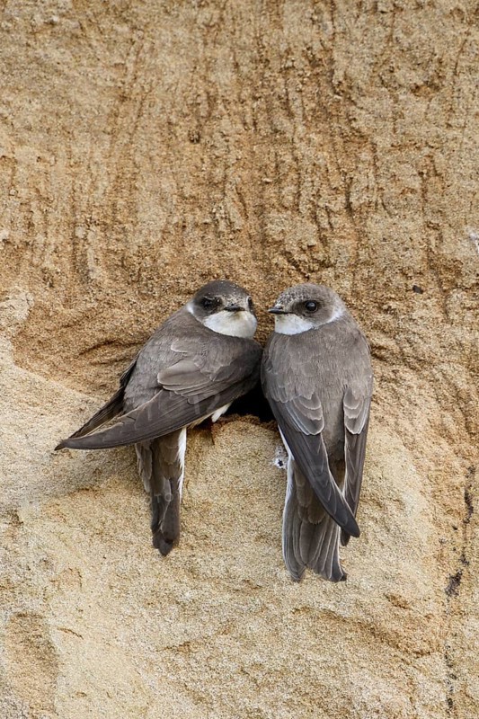 A pair... Sand martin (Riparia riparia), two sand martins sitting together at the entrance to their breeding burrow in a sand wall on a steep bank, scratch marks on the wall reveal the activity of the swallows, looking around, our smallest swallow species, very interesting, unfortunately also very endangered bird species, cave breeders, native birds, wildlife, nature, North Rhine-Westphalia, Germany, Western Europe