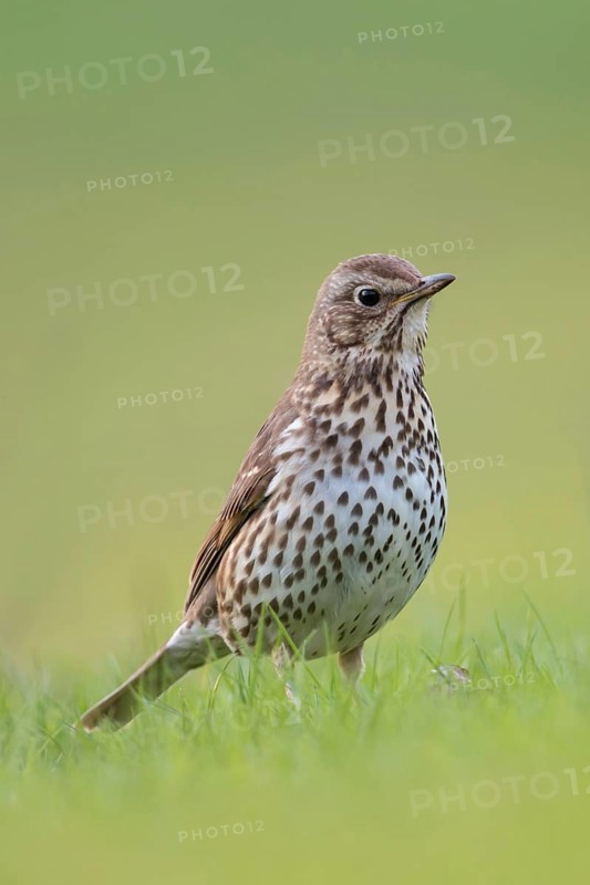 Gifted singer... Song thrush (Turdus philomelos) on the ground on grass, in breeding plumage, splendid plumage, attentively watches over the surroundings, well-known, almost everywhere native songbird, native birds, wildlife, nature, Lower Rhine, North Rhine-Westphalia, Germany, Western Europe