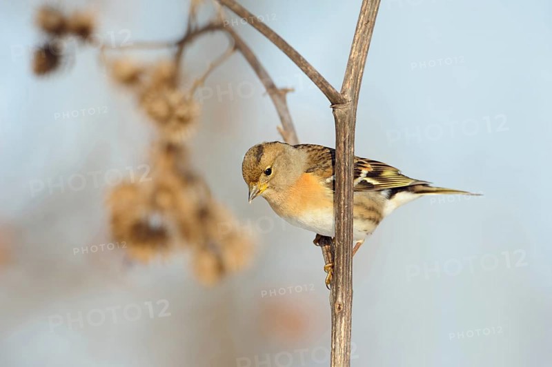 Brambling (Fringilla montifringilla) sitting on the stem of a burdock, in a flowering strip, in search of food, native songbird, typical winter visitor also in North Rhine-Westphalia, native birds, wildlife, nature, wildlife, North Rhine-Westphalia, Germany, Western Europe