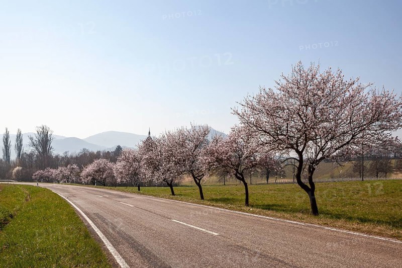 Country road with blossoming almond trees, almond tree (Prunus dulcis), Siebeldingen, German Wine Route, also Southern Wine Route, Southern Palatinate, Palatinate, Rhineland-Palatinate, Germany