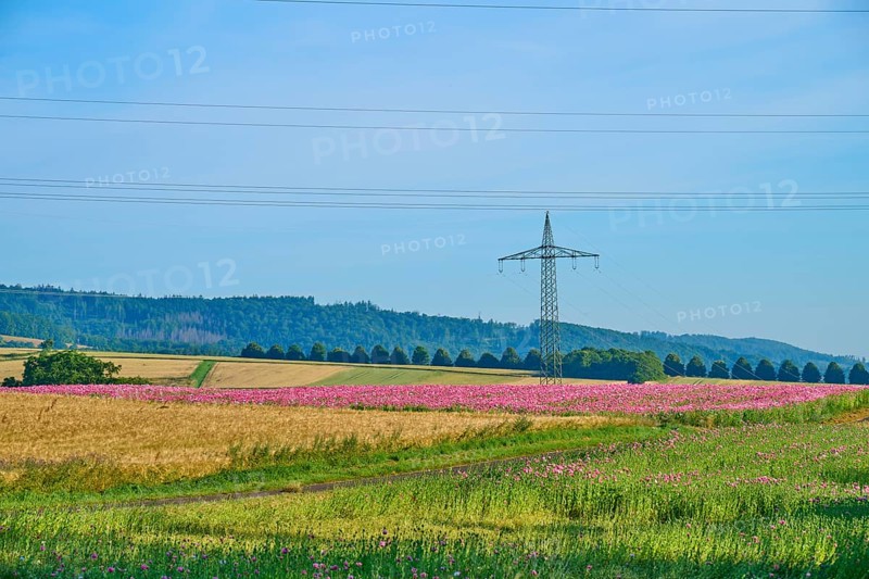 Opium poppy (Papaver somniferum), wide landscape with flowering poppy fields and a power pole on the horizon, summer, Germerode, Geo nature park Park Frau-Holle-Land, Hoher Meissner, Hesse, Germany
