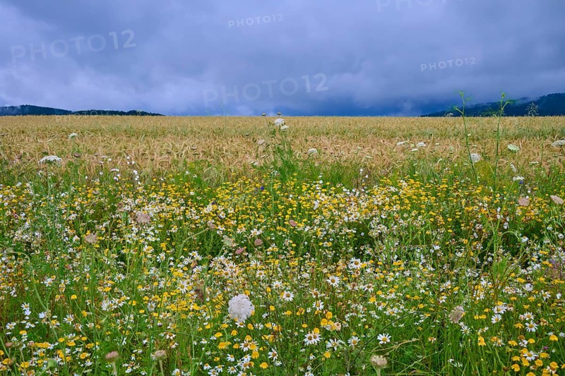 Blooming wildflowers in front of a corn field under a cloudy sky, summer, Germerode, Geo nature park Park Frau-Holle-Land, Hoher Meissner, Hesse, Germany