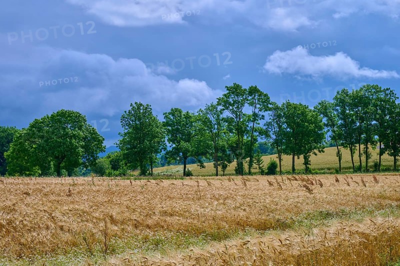 Green trees line a wide grain field under a cloudy sky, summer, Germerode, Geo nature park Park Frau-Holle-Land, Hoher Meissner, Hesse, Germany