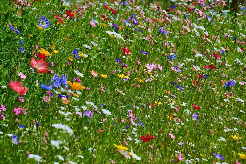 Colourful wildflower meadow with vibrant colours, summer, Germerode, Geo nature park Park Frau-Holle-Land, Hoher Meissner, Hesse, Germany