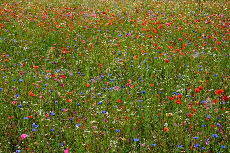 Meadow full of colourful wildflowers and poppies in a natural setting, summer, Germerode, Geo nature park Park Frau-Holle-Land, Hoher Meissner, Hesse, Germany