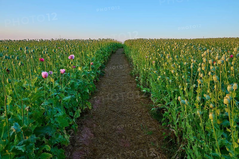 Opium poppy (Papaver somniferum), field of poppy capsules through which a narrow path leads, summer, Germerode, Geo nature park Park Frau-Holle-Land, Hoher Meissner, Hesse, Germany