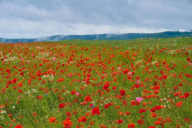 Red poppy (Papaver rhoeas), poppy capsules and scattered wildflowers, stretch out under an overcast sky, summer, Germerode, Geo nature park Park Frau-Holle-Land, Hoher Meissner, Hesse, Germany