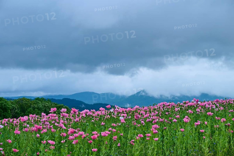 Opium poppy (Papaver somniferum), pink poppy field under a cloudy sky with mountains in the background, summer, Germerode, Geo nature park Park Frau-Holle-Land, Hoher Meissner, Hesse, Germany