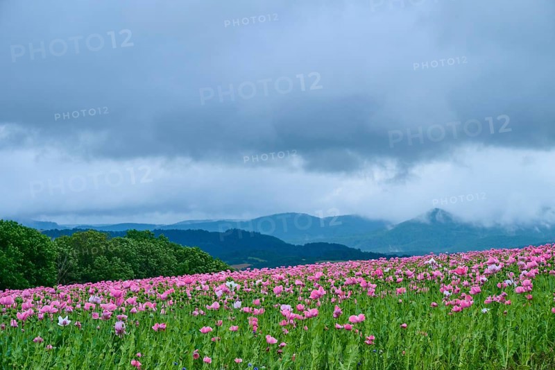 Opium poppy (Papaver somniferum), pink poppy field under a dramatic cloudy sky in a hilly landscape, summer, Germerode, Geo nature park Park Frau-Holle-Land, Hoher Meissner, Hesse, Germany