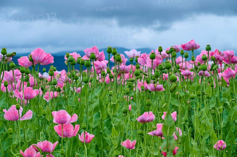 Opium poppy (Papaver somniferum), close-up of a pink poppy field in front of a cloudy sky, summer, Germerode, Geo nature park Park Frau-Holle-Land, Hoher Meissner, Hesse, Germany