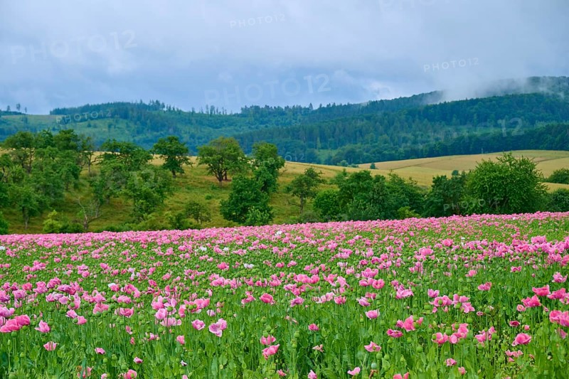 Opium poppy (Papaver somniferum), pink poppy field in hilly landscape with dramatic sky, summer, Germerode, Geo nature park Park Frau-Holle-Land, Hoher Meissner, Hesse, Germany