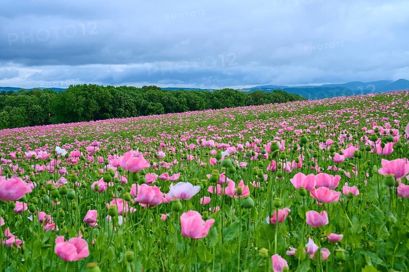 Opium poppy (Papaver somniferum), extensive pink poppy field under a cloudy sky with panoramic view, summer, Germerode, Geo nature park Park Frau-Holle-Land, Hoher Meissner, Hesse, Germany