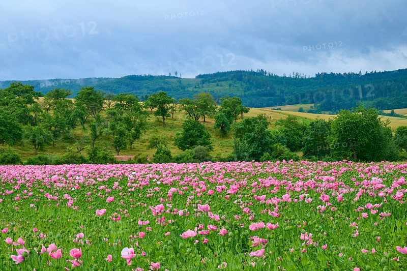 Opium poppy (Papaver somniferum), flowering poppy meadow in front of wooded hills under a cloudy sky, summer, Germerode, Geo nature park Park Frau-Holle-Land, Hoher Meissner, Hesse, Germany
